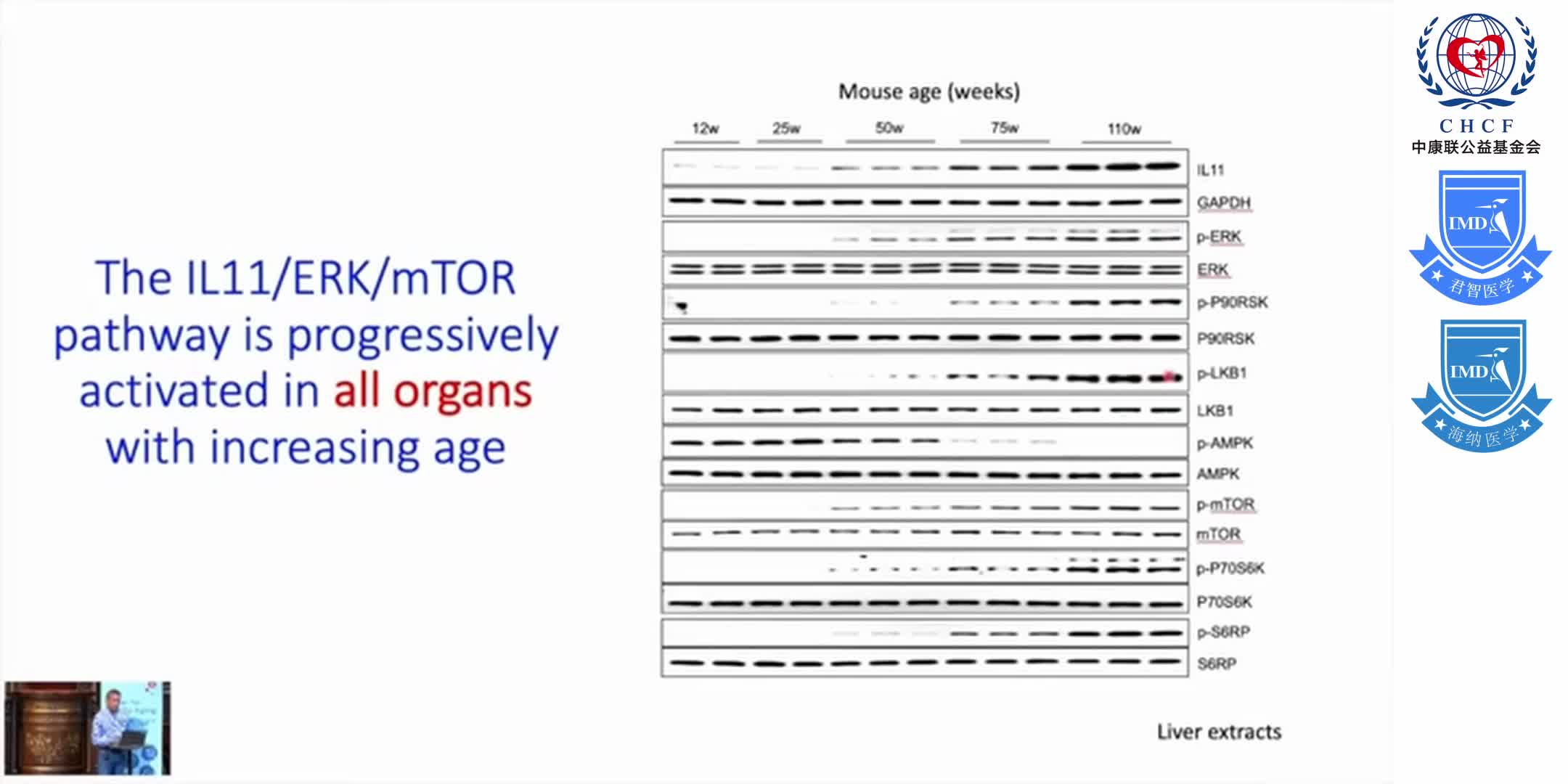 Blocking IL-11 To Reverse Aging & Extend Healthspan 1-2