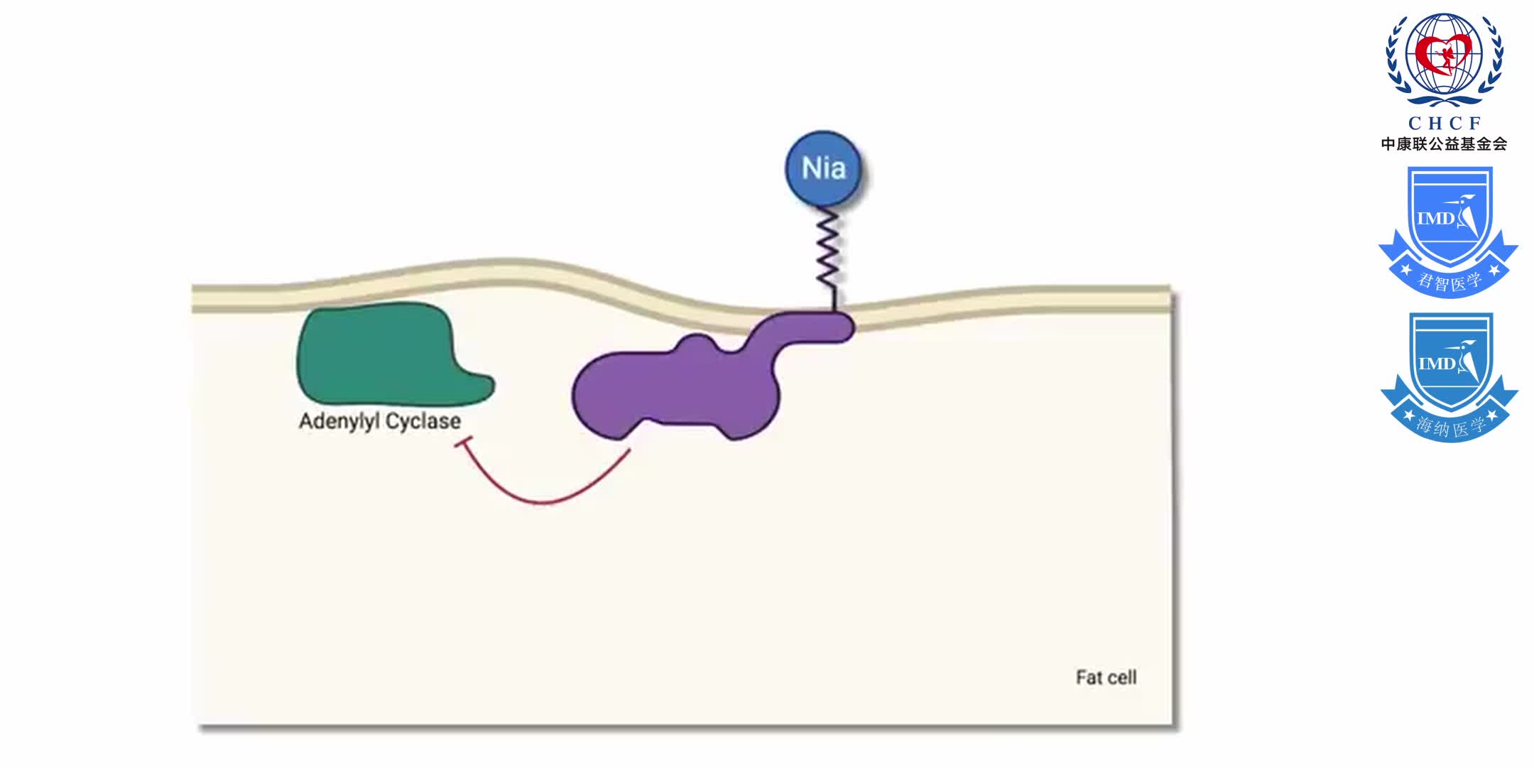 Niacin (Vitamin B3) Flushing Away Heart Disease. [4 Studies] 1-2