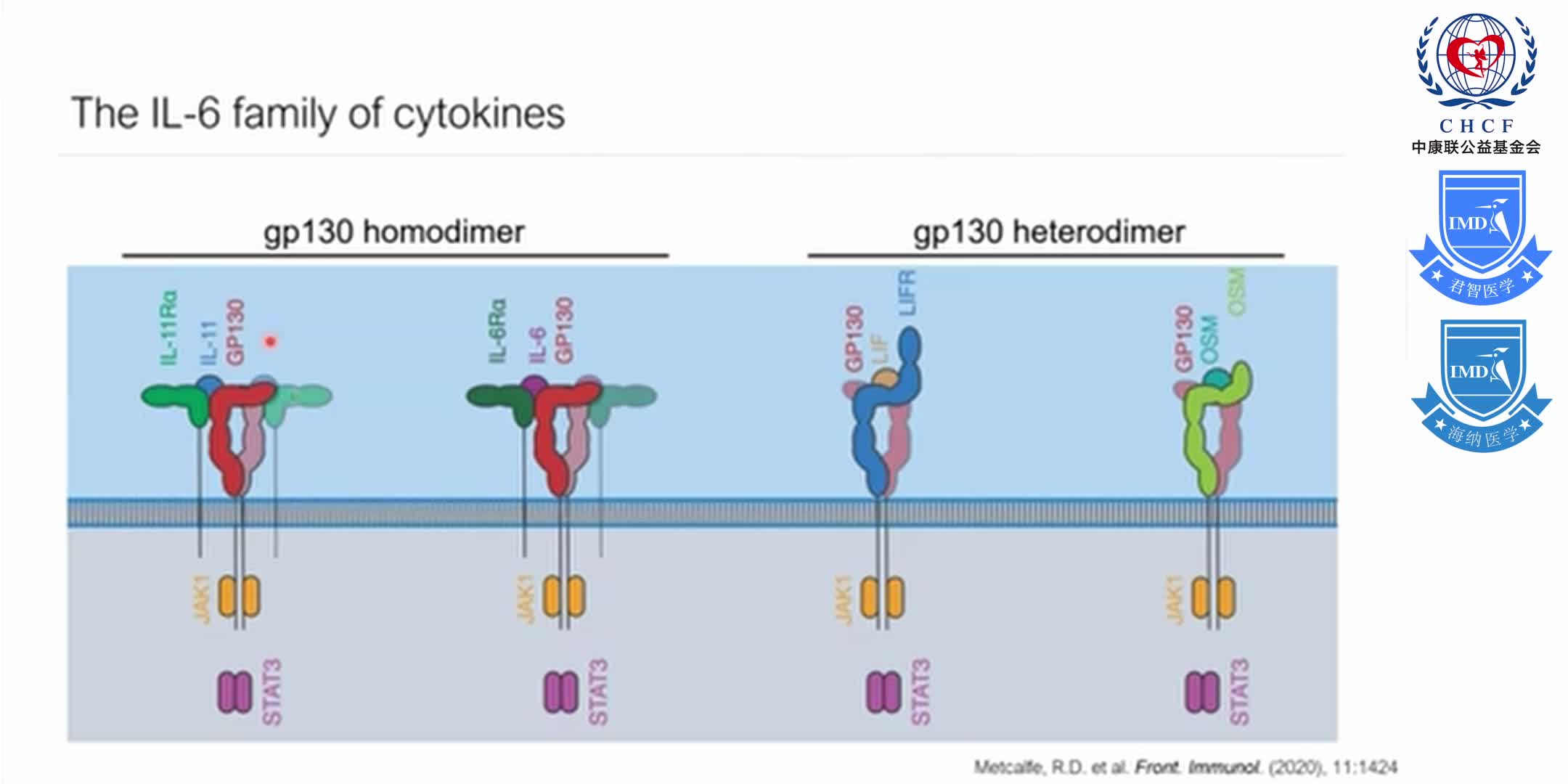 Structures of the interleukin 11 signalling complex 1-3