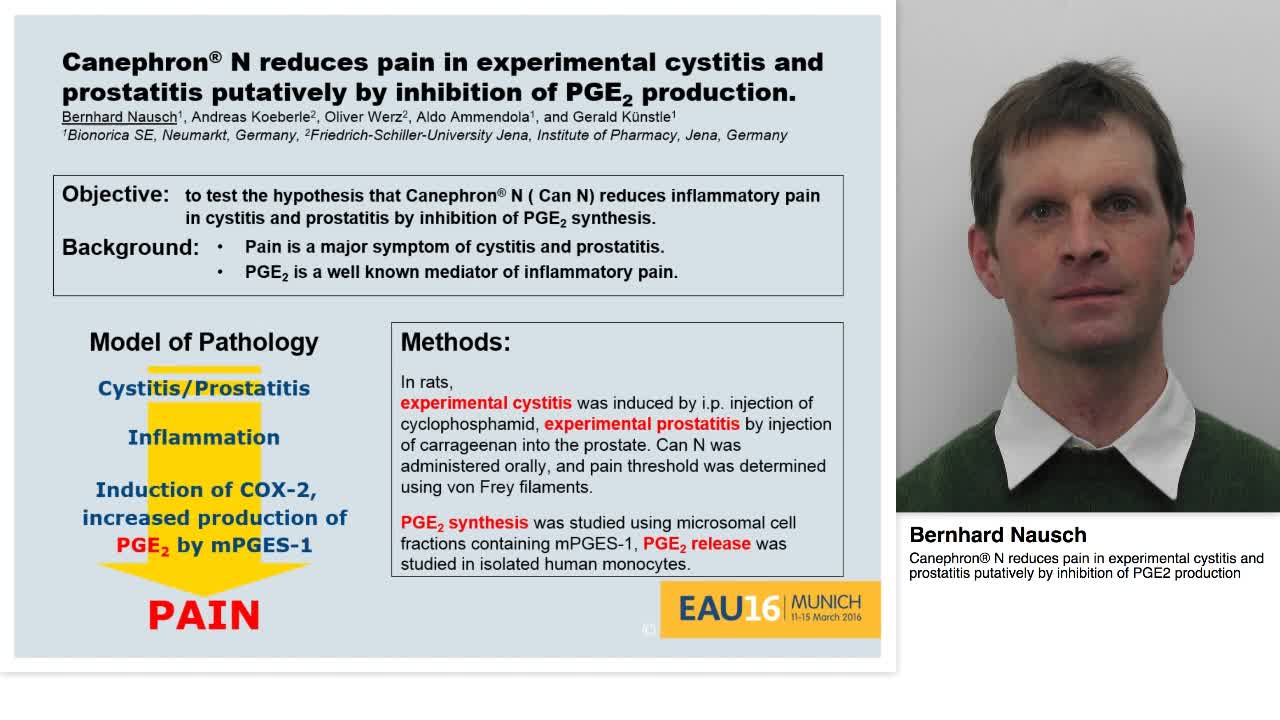 Canephron\u00AE N reduces pain in experimental cystitis and pr-