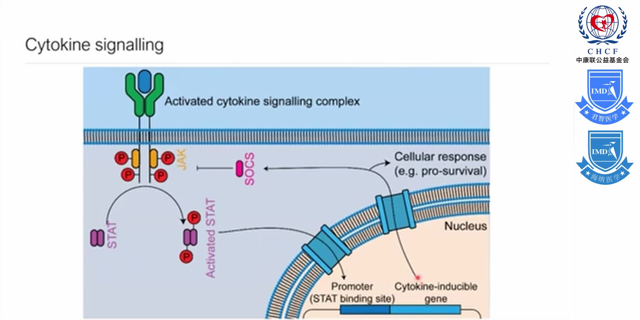 Structures of the interleukin 11 signalling complex 1-2