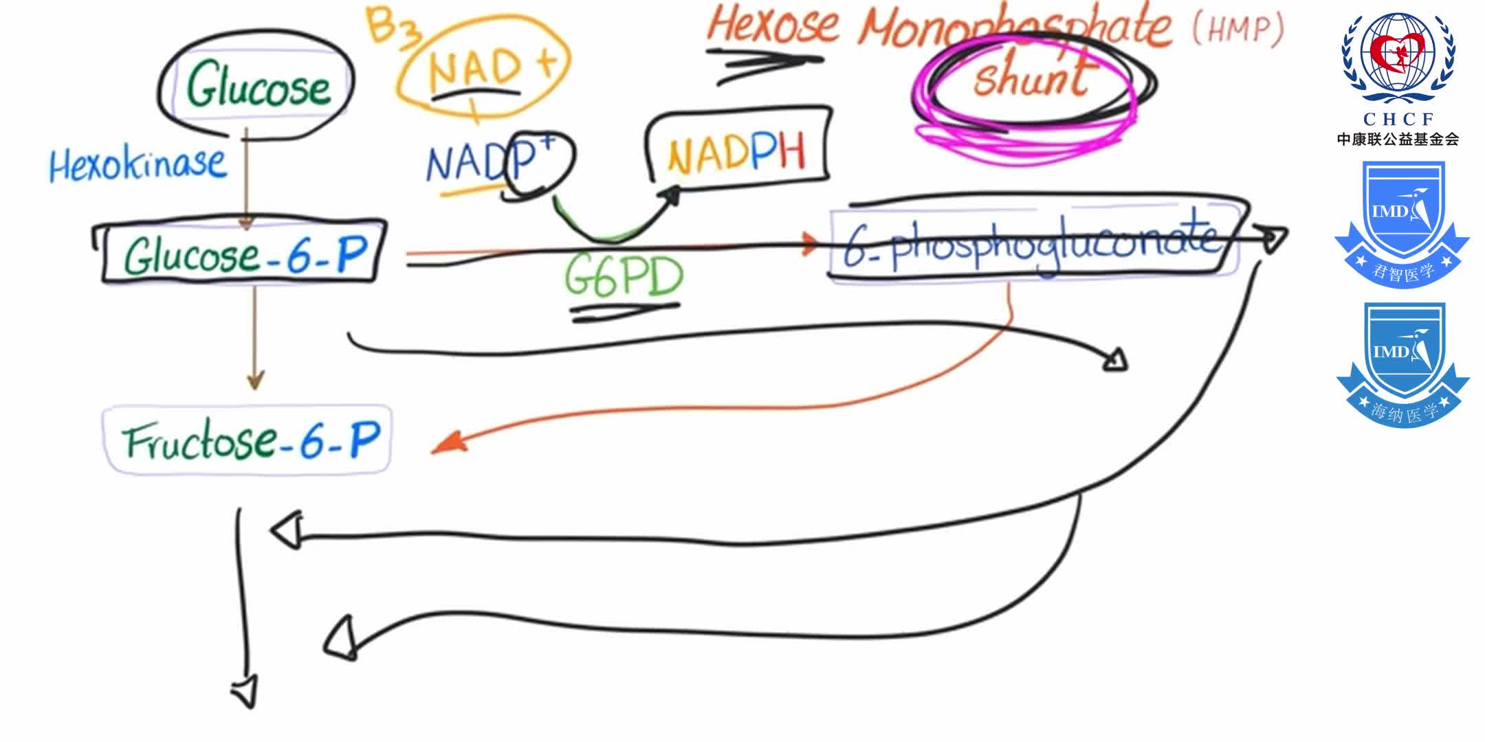 Vitamin B3 (Niacin) Enzymology [NAD and NADP] 1-8