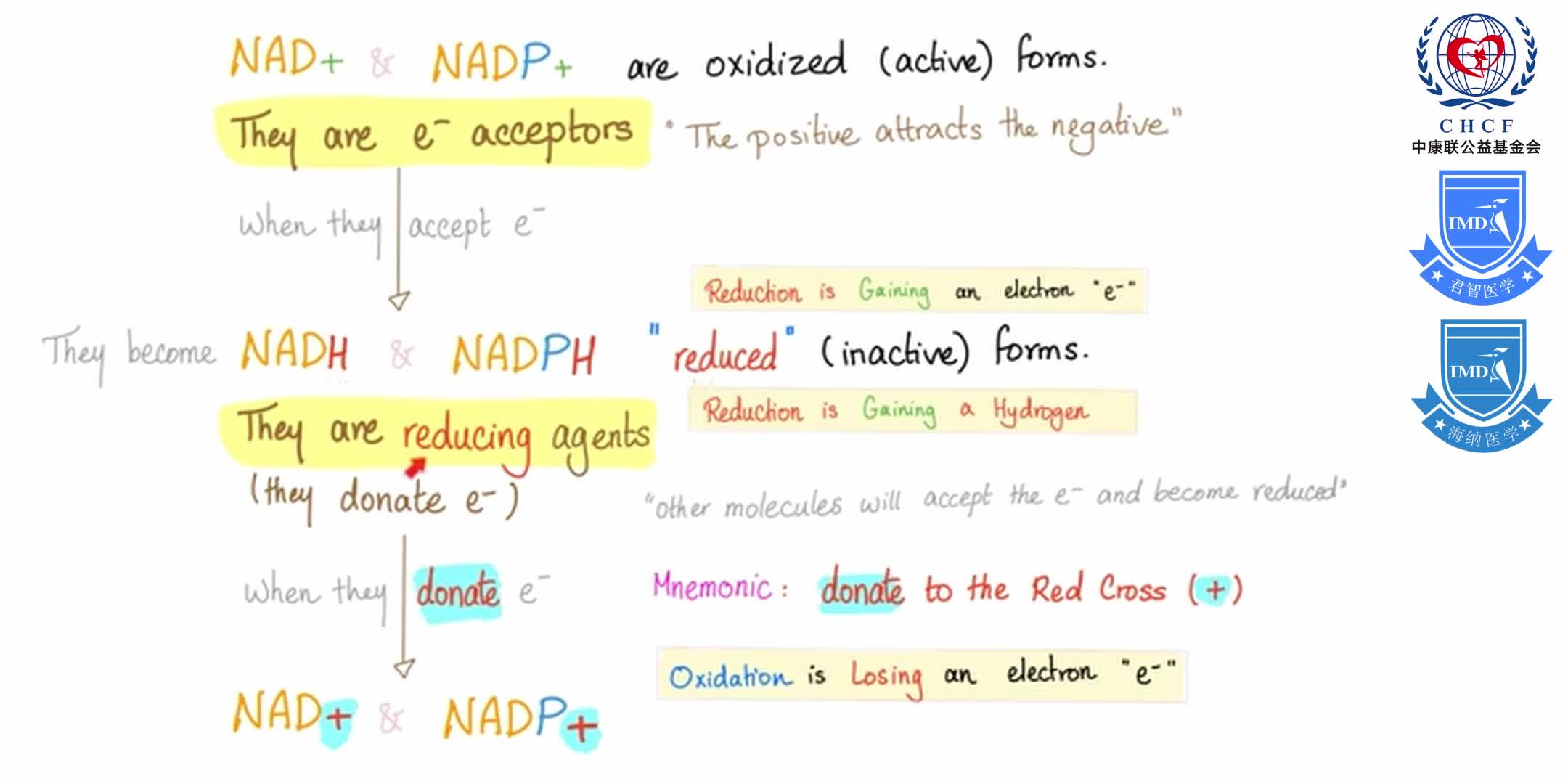 Vitamin B3 (Niacin) Enzymology [NAD and NADP] 1-4