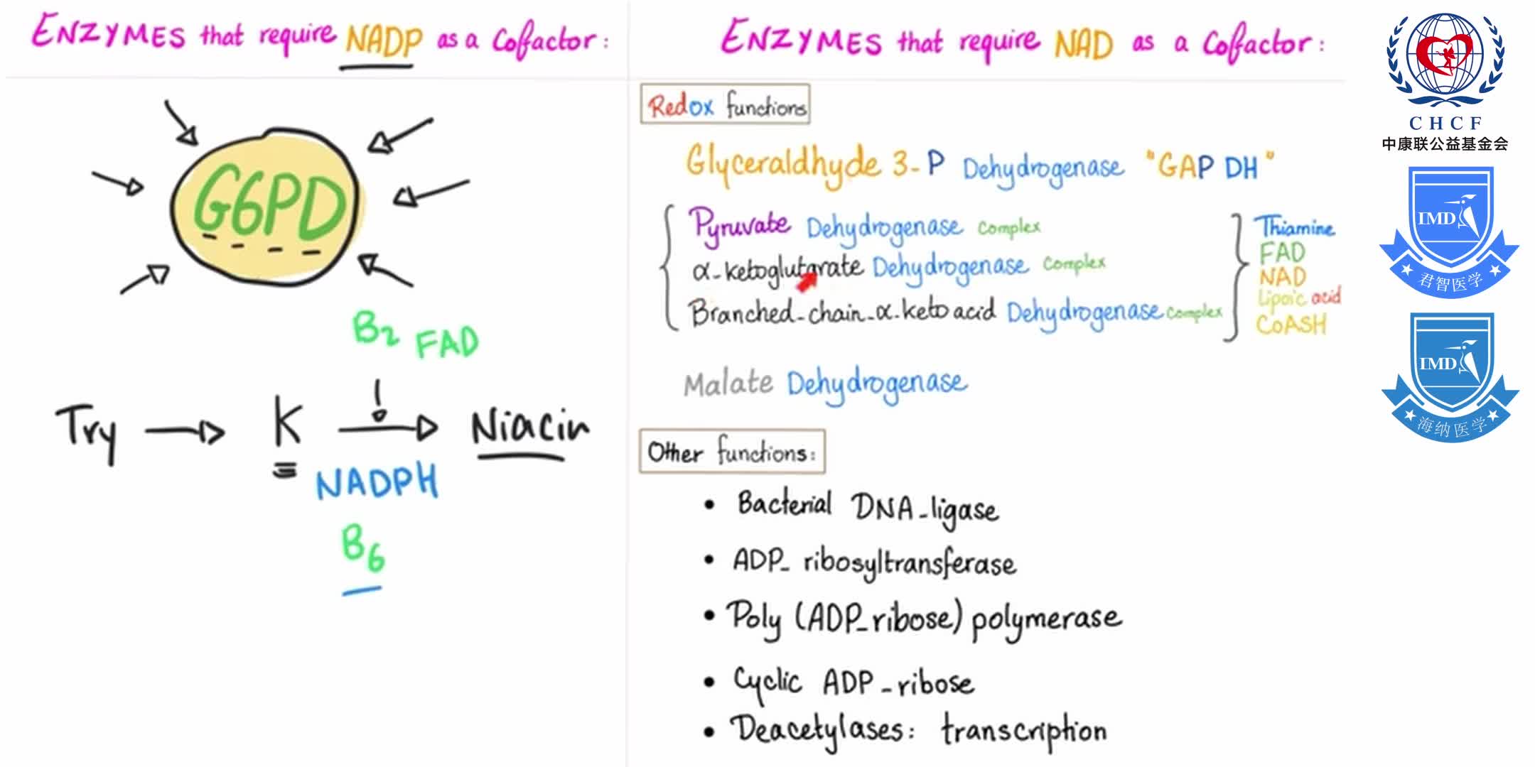 Vitamin B3 (Niacin) Enzymology [NAD and NADP] 1-5