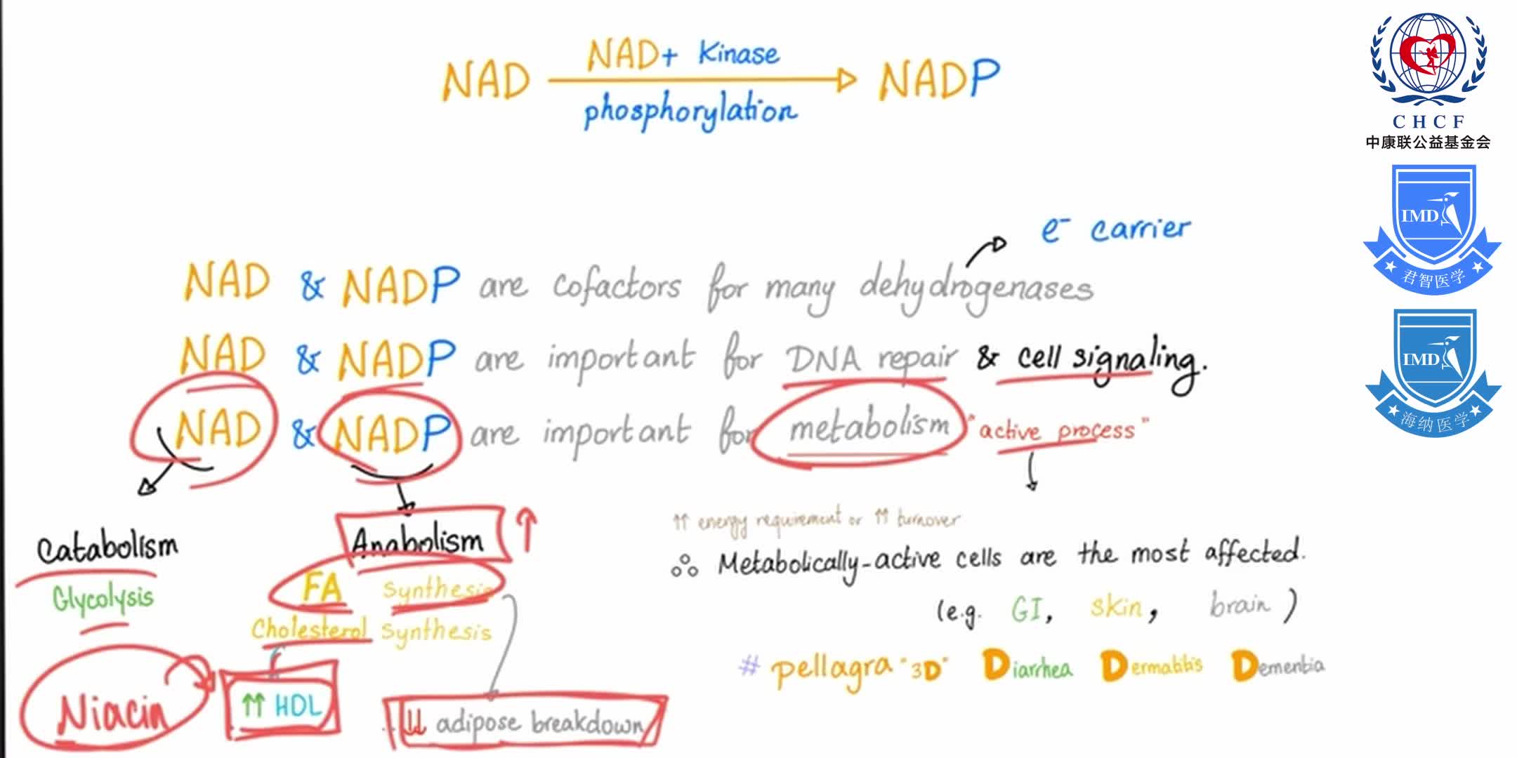 Vitamin B3 (Niacin) Enzymology [NAD and NADP] 1-3