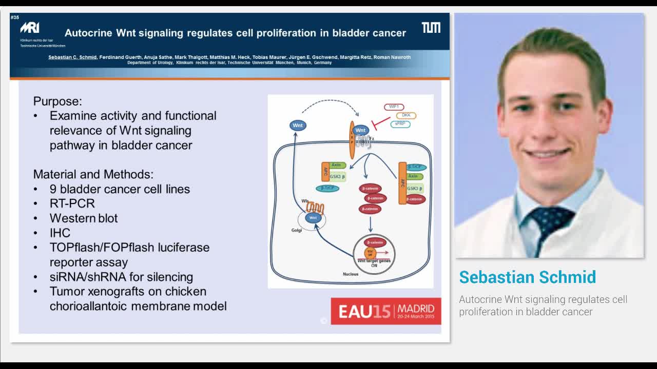 Autocrine Wnt signaling regulates cell proliferation in b..-