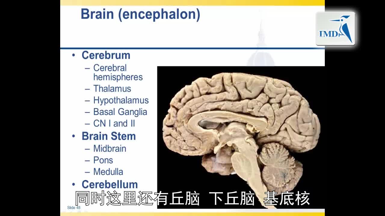 解剖学与生理学之神经解剖学（8）