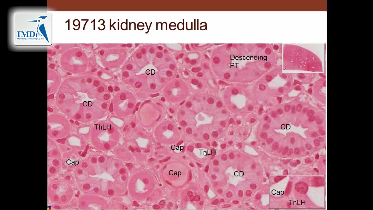 泌尿系统：肾脏和肾单位（6）