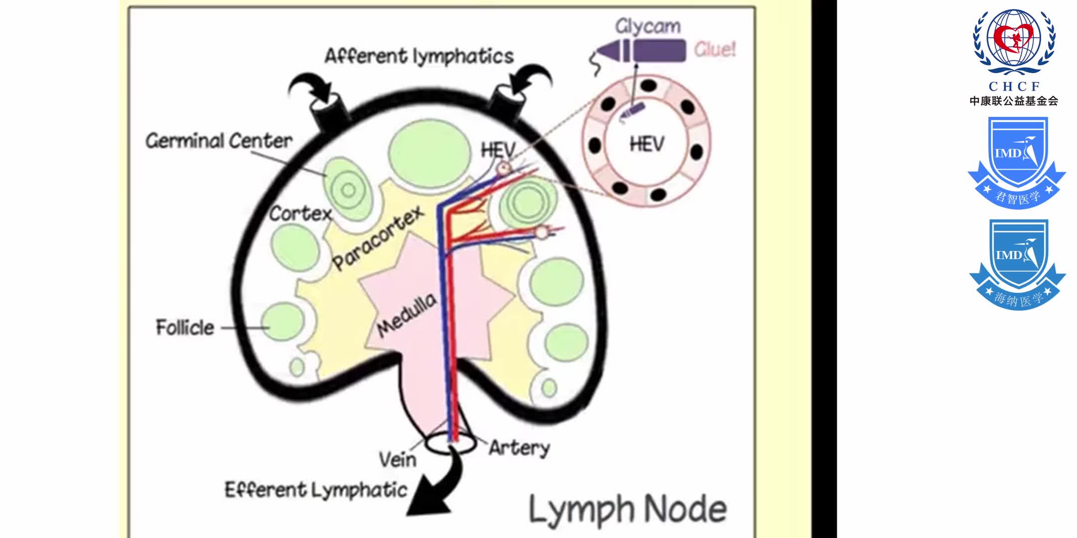Immunology 17 of 17_   Lymphoid Tissues and Immunosuppressants 1-4