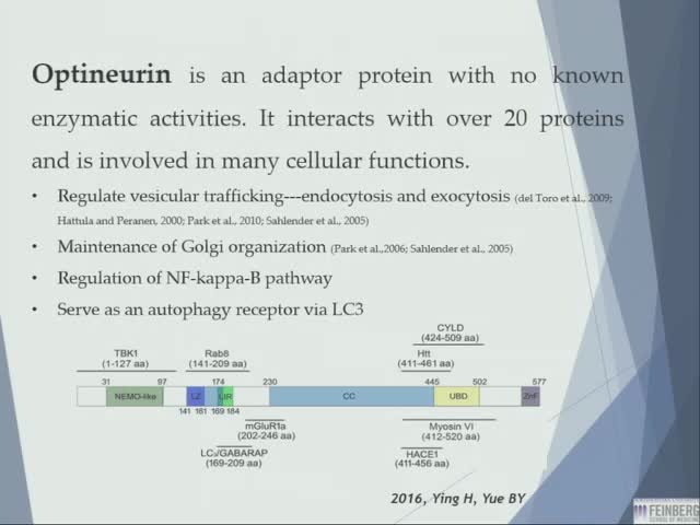 Dominat negative effect mechanism in OPTNE478G-linked amyotrophic lateral sclerosis