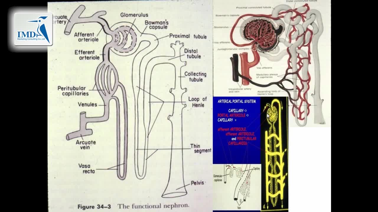 泌尿系统：肾脏和肾单位（3）