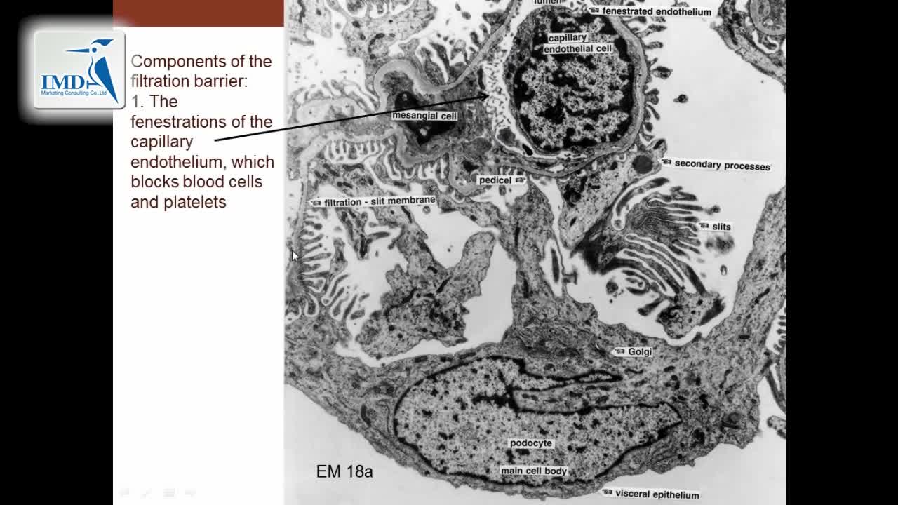 泌尿系统：肾脏和肾单位（5）