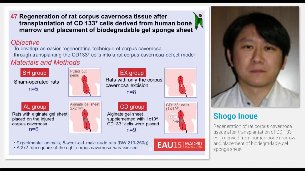 Regeneration of rat corpus cavernosa tissue after transpl..-