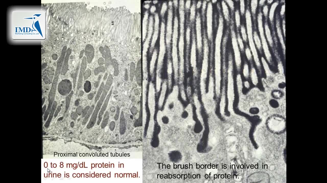 泌尿系统：肾脏和肾单位（4）