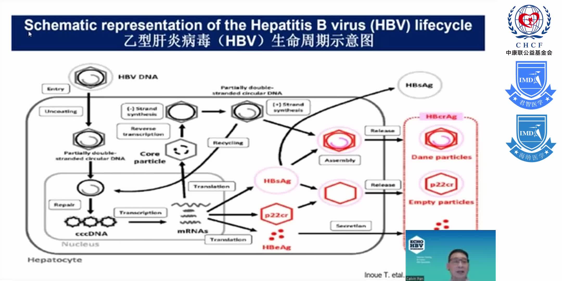 ECHO HBV China Module 3-4