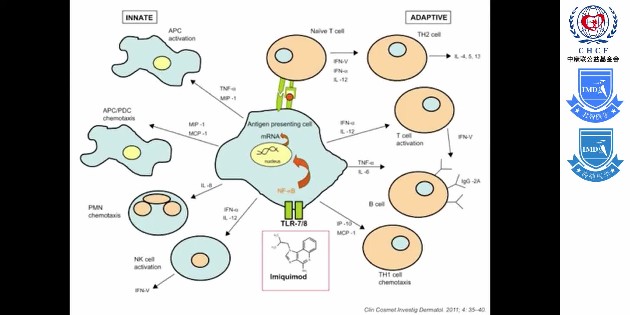 Innate Immunity in Cancer Immunotherapy with Shawn Demehri, MD 1-2