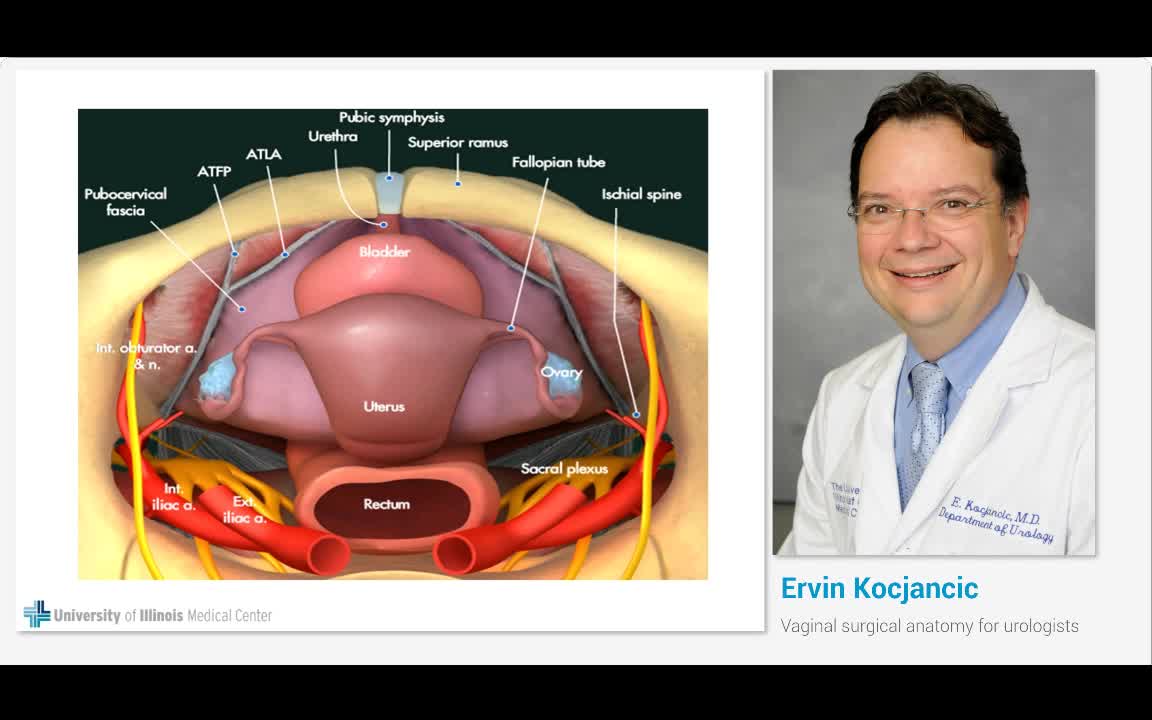 Vaginal surgical anatomy for urologists