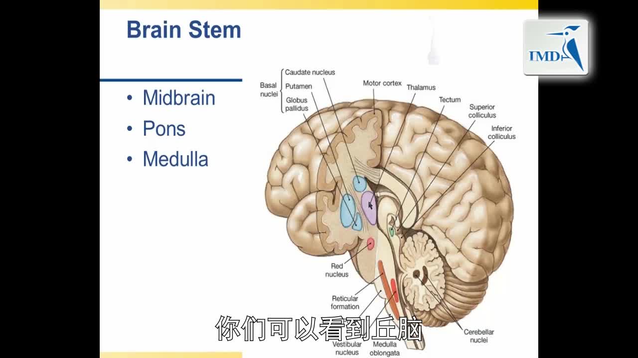 解剖学与生理学之神经解剖学（10）