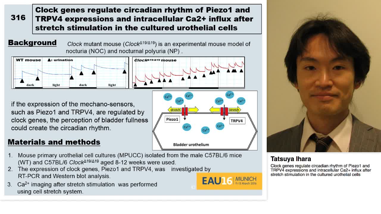 Clock genes regulate circadian rhythm of Piezo1 and TRPV4-