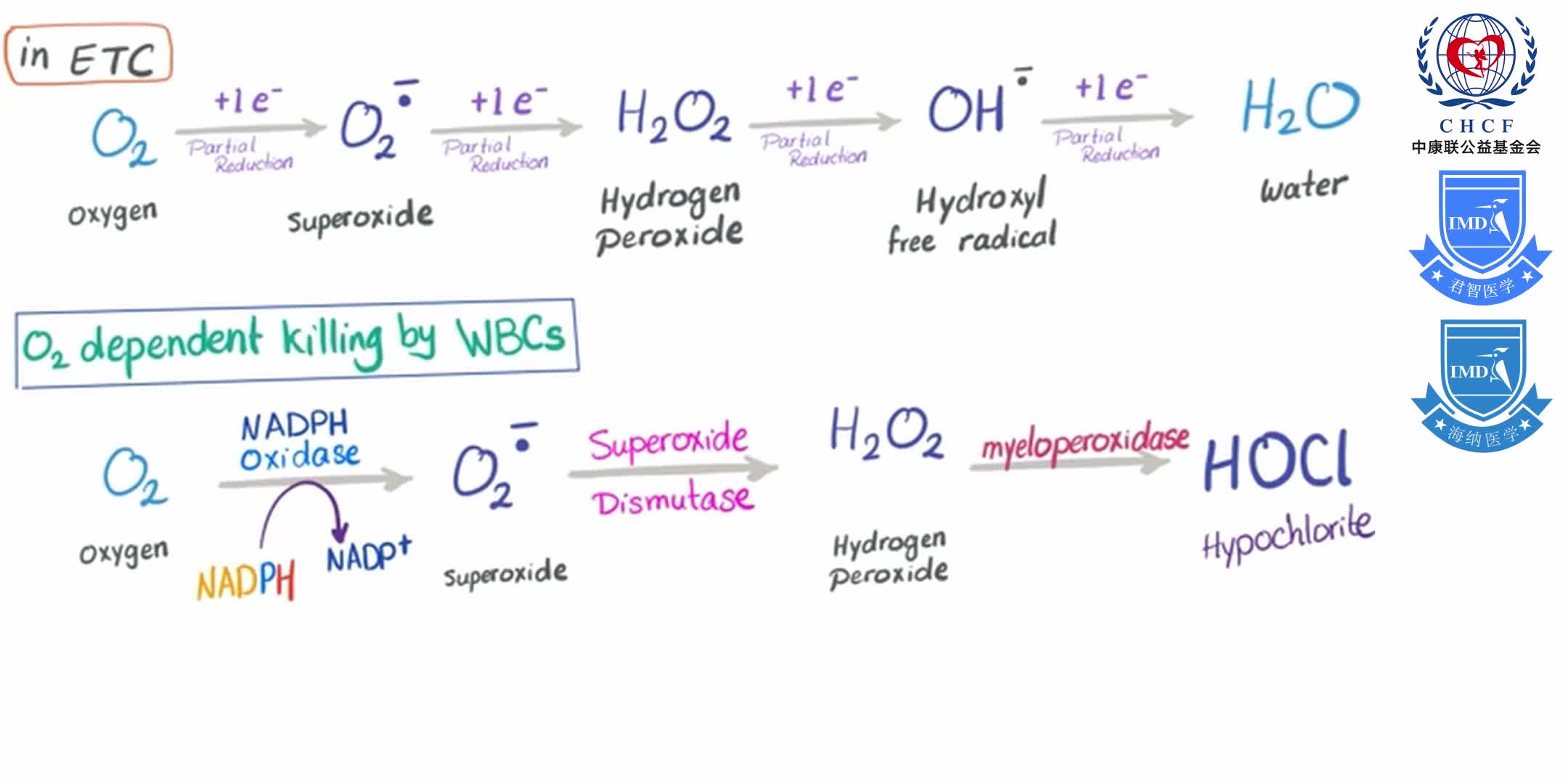 Vitamin B3 (Niacin) Enzymology [NAD and NADP] 1-9