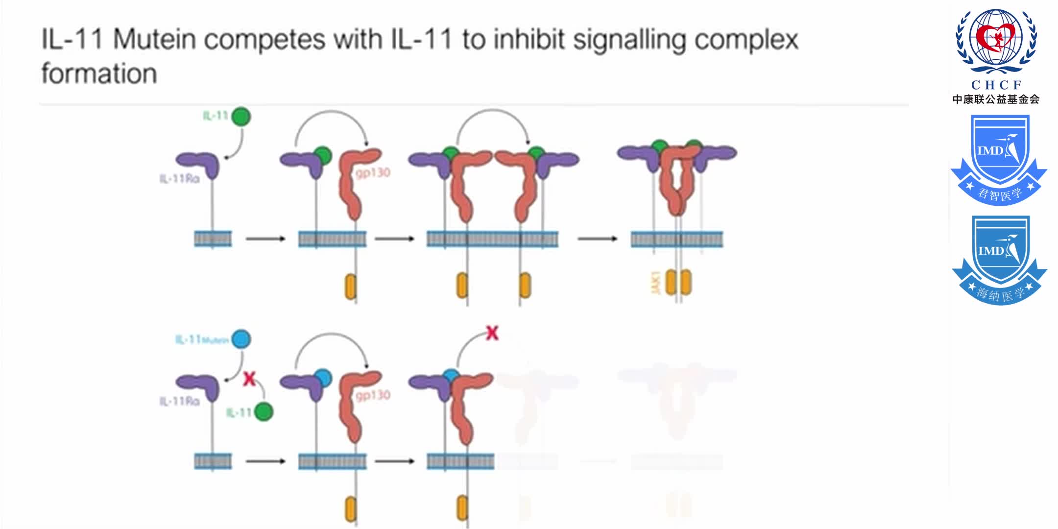 Structures of the interleukin 11 signalling complex 1-15
