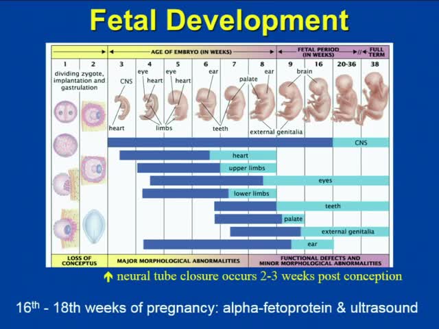 Valproate Highest Teratogenic Risks