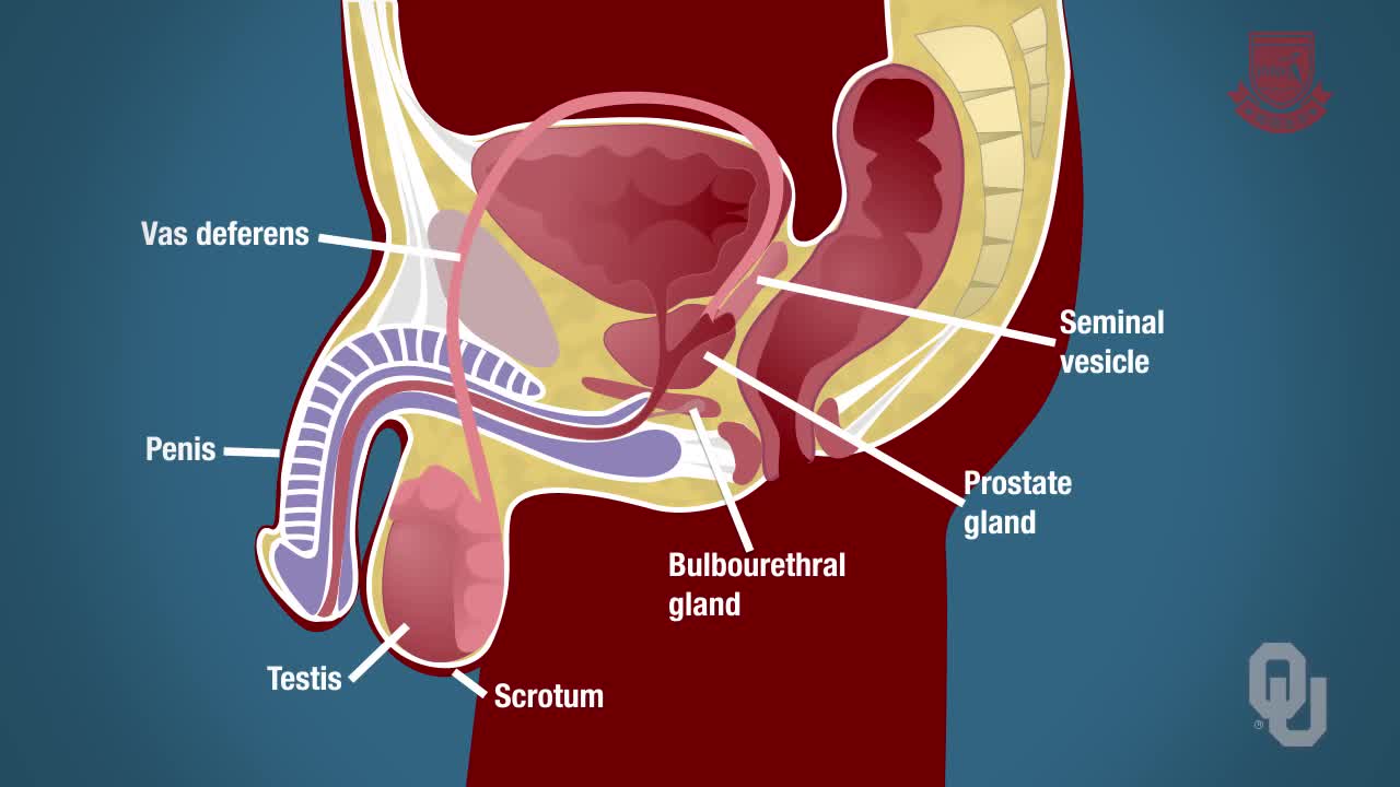 人体生理学 - 男性生殖系统的功能解剖