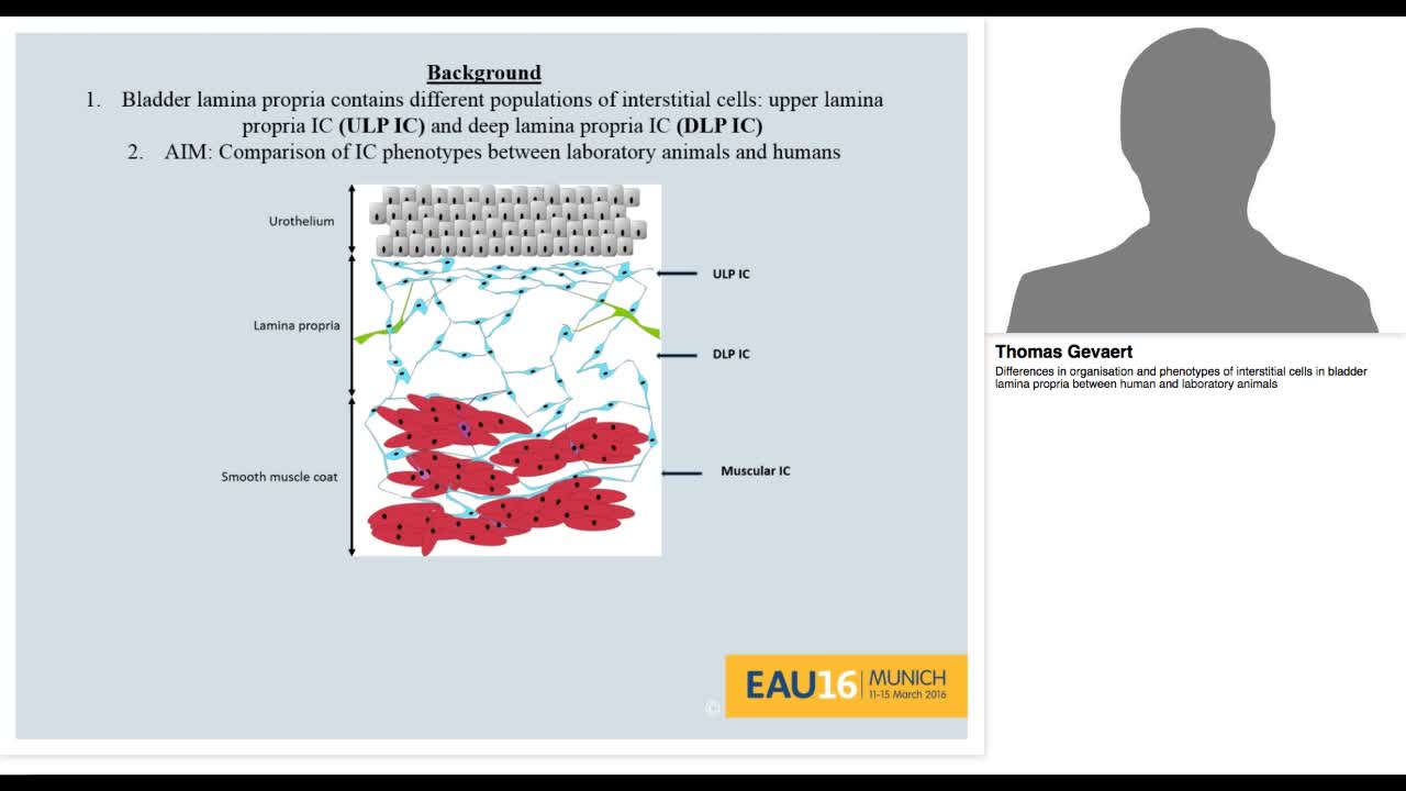 Differences in organisation and phenotypes of interstitia-