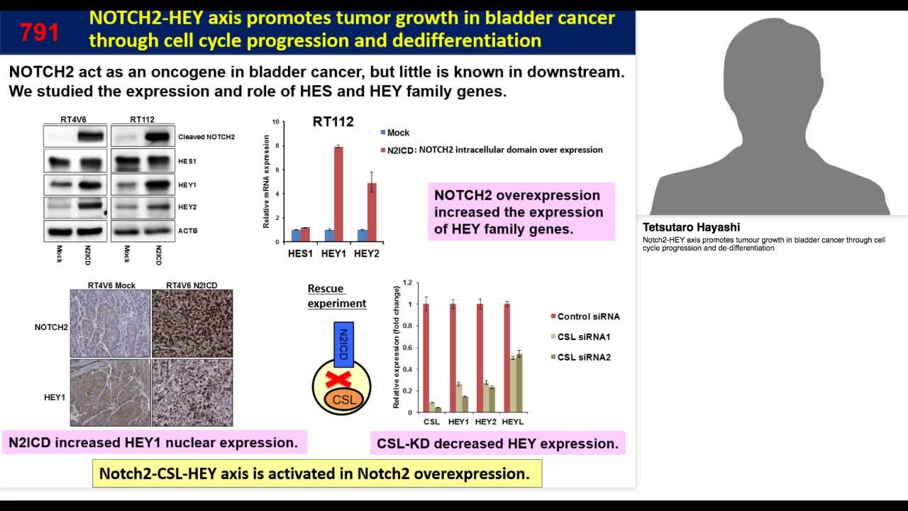 Notch2-HEY axis promotes tumour growth in bladder cancer -