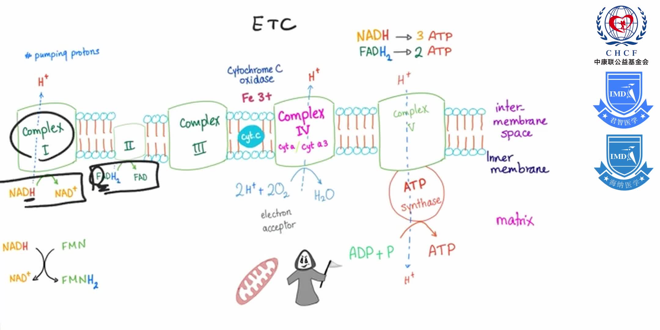 Vitamin B3 (Niacin) Enzymology [NAD and NADP] 1-7