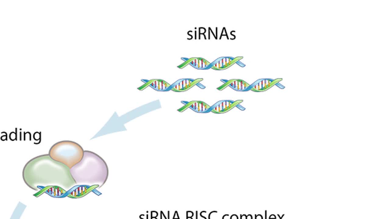 由于 Alpha-1 抗胰蛋白酶研究的进步，在不久的将来可能会更好地控制肝病.m