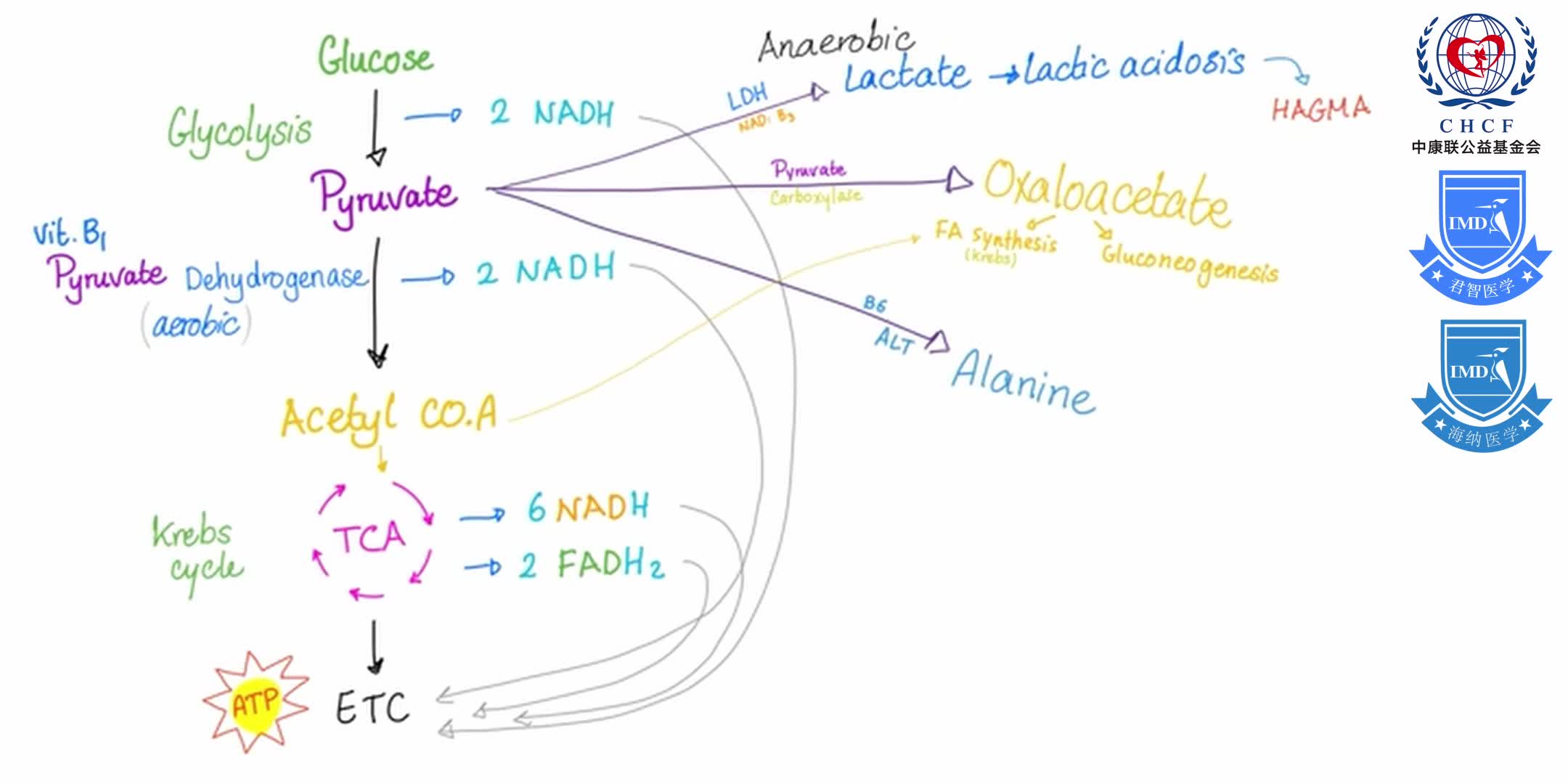 Vitamin B3 (Niacin) Enzymology [NAD and NADP] 1-6