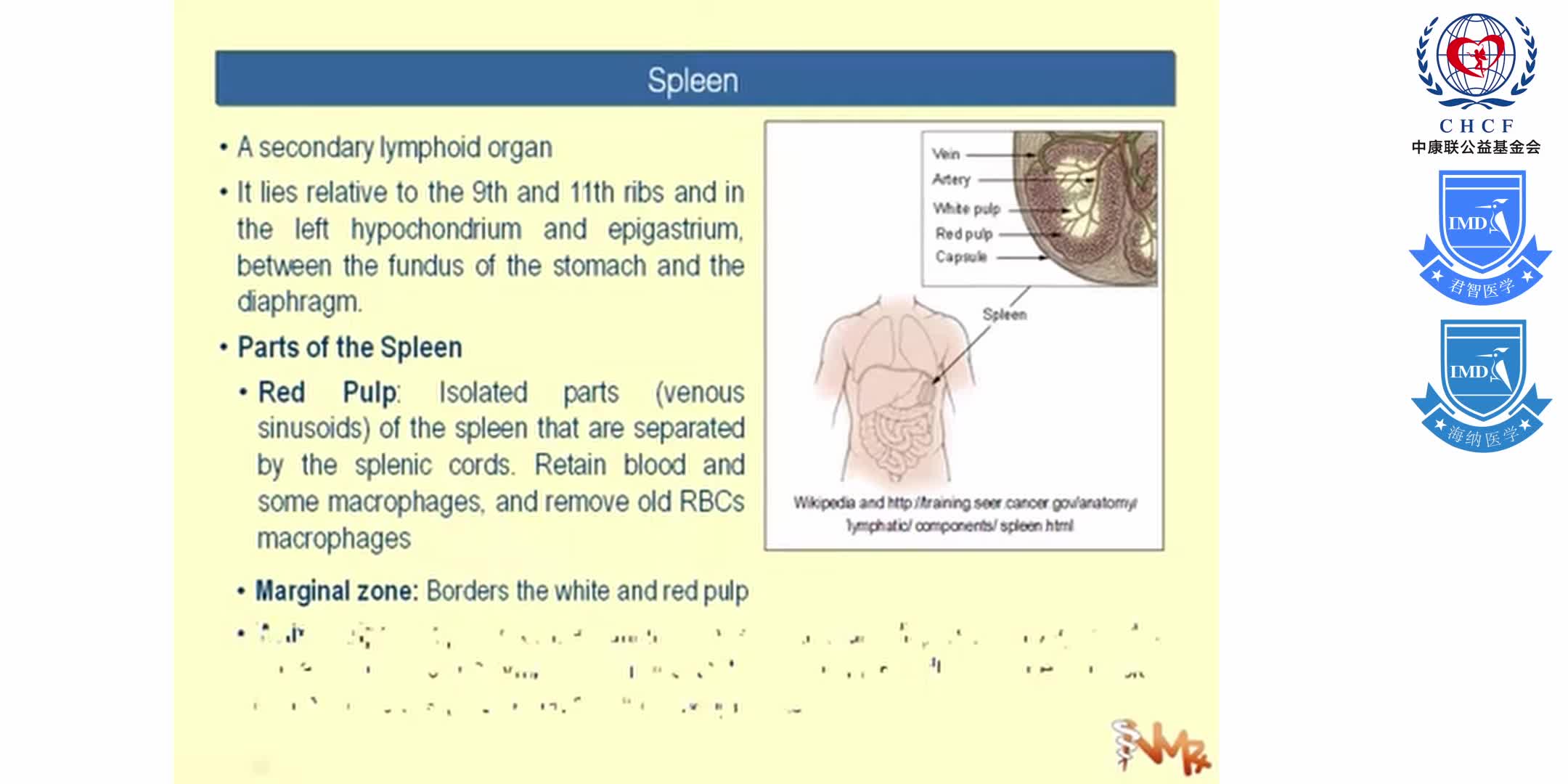 Immunology 17 of 17_   Lymphoid Tissues and Immunosuppressants 1-3