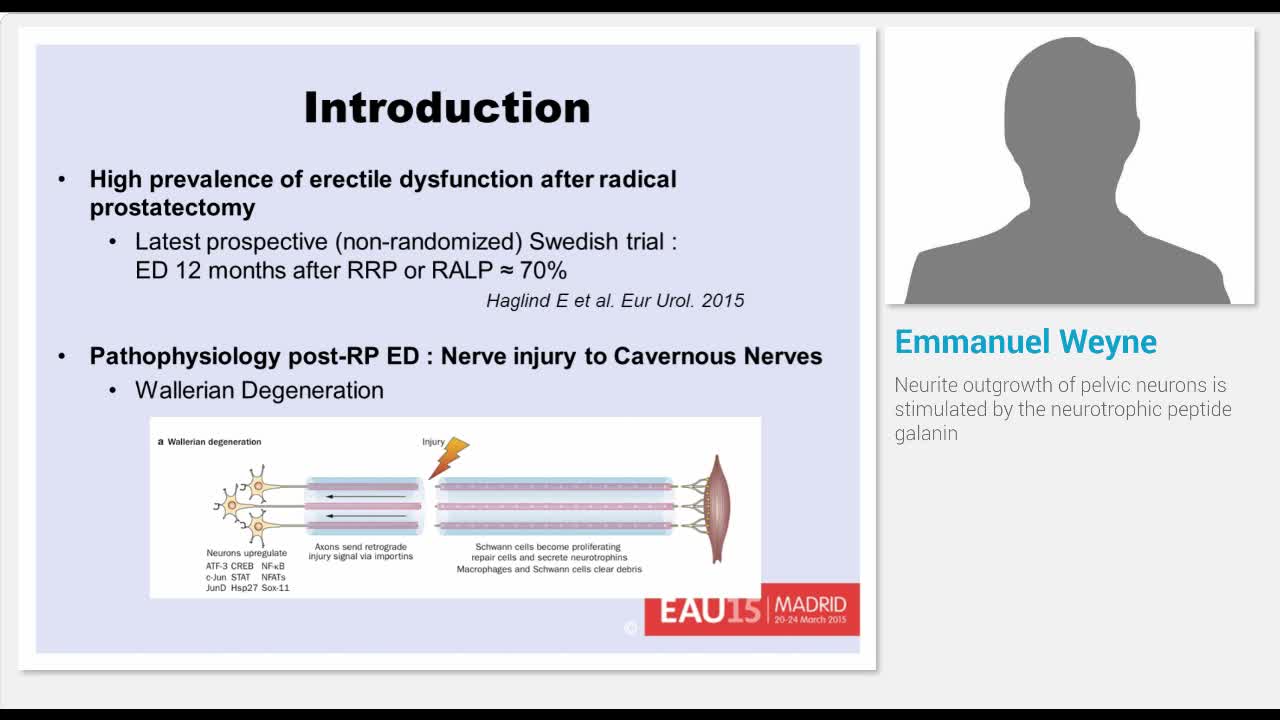 Neurite outgrowth of pelvic neurons is stimulated by the ..-