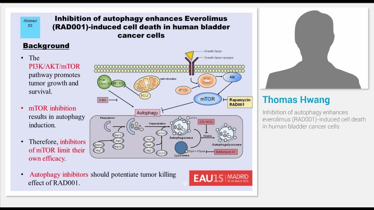 Inhibition of autophagy enhances everolimus (RAD001)-indu..-