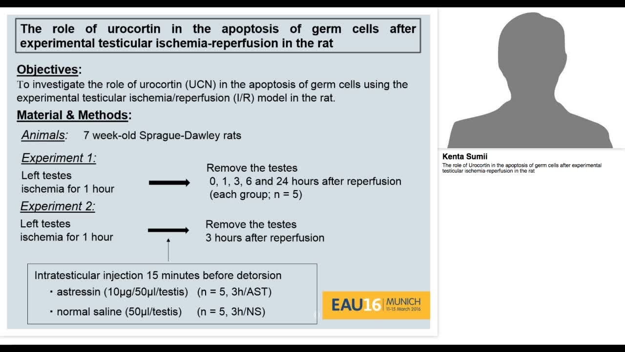 The role of Urocortin in the apoptosis of germ cells afte-