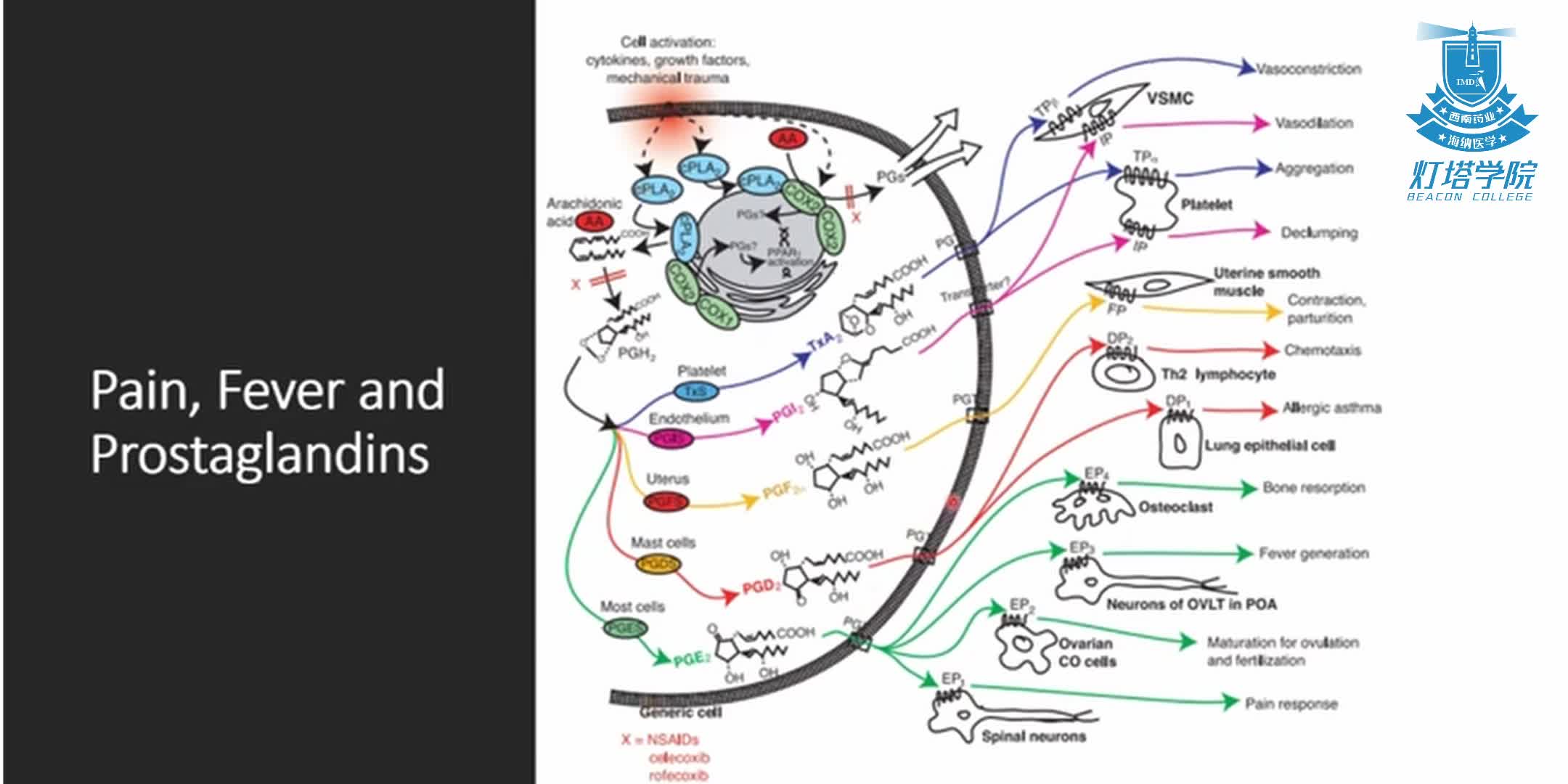 布洛芬和对乙酰氨基酚的口服镇痛作用