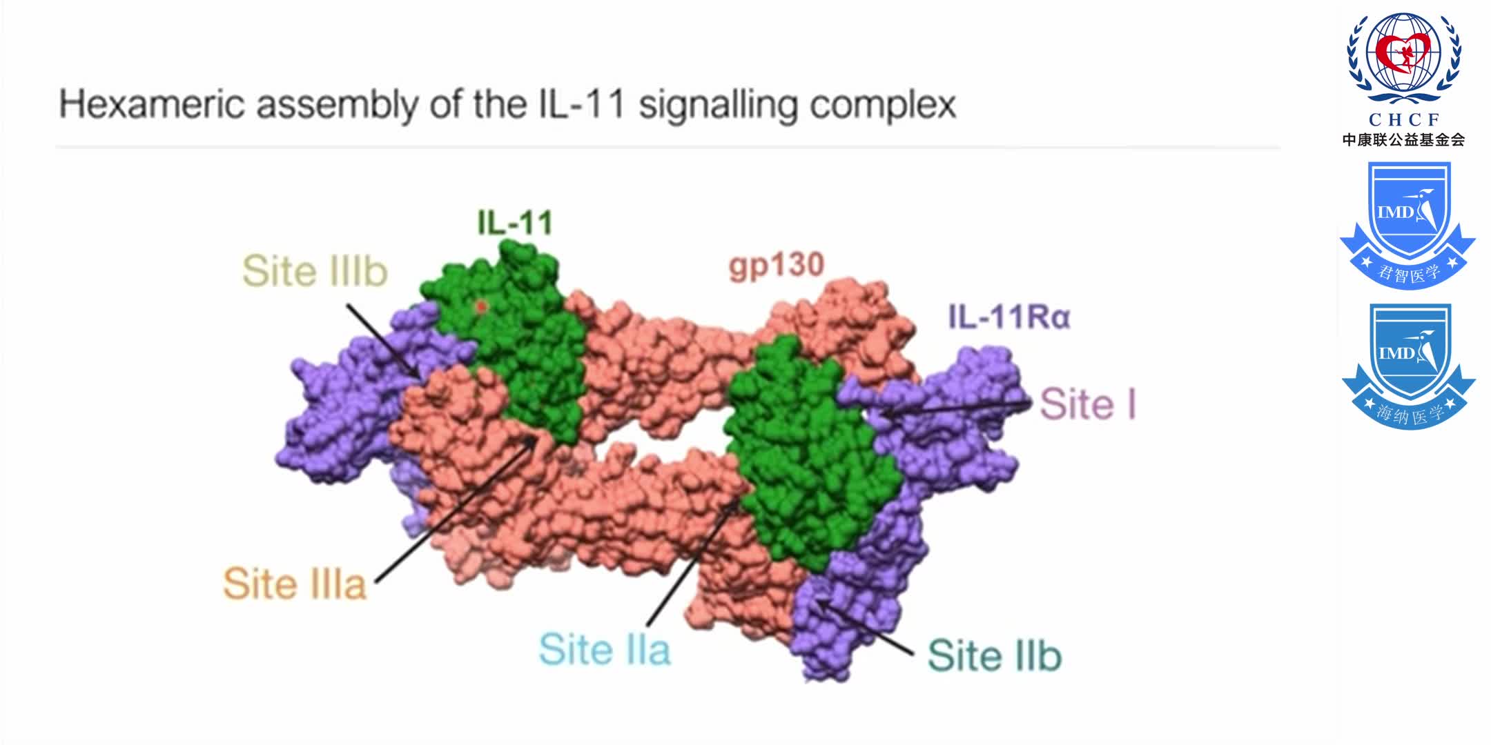 Structures of the interleukin 11 signalling complex 1-6