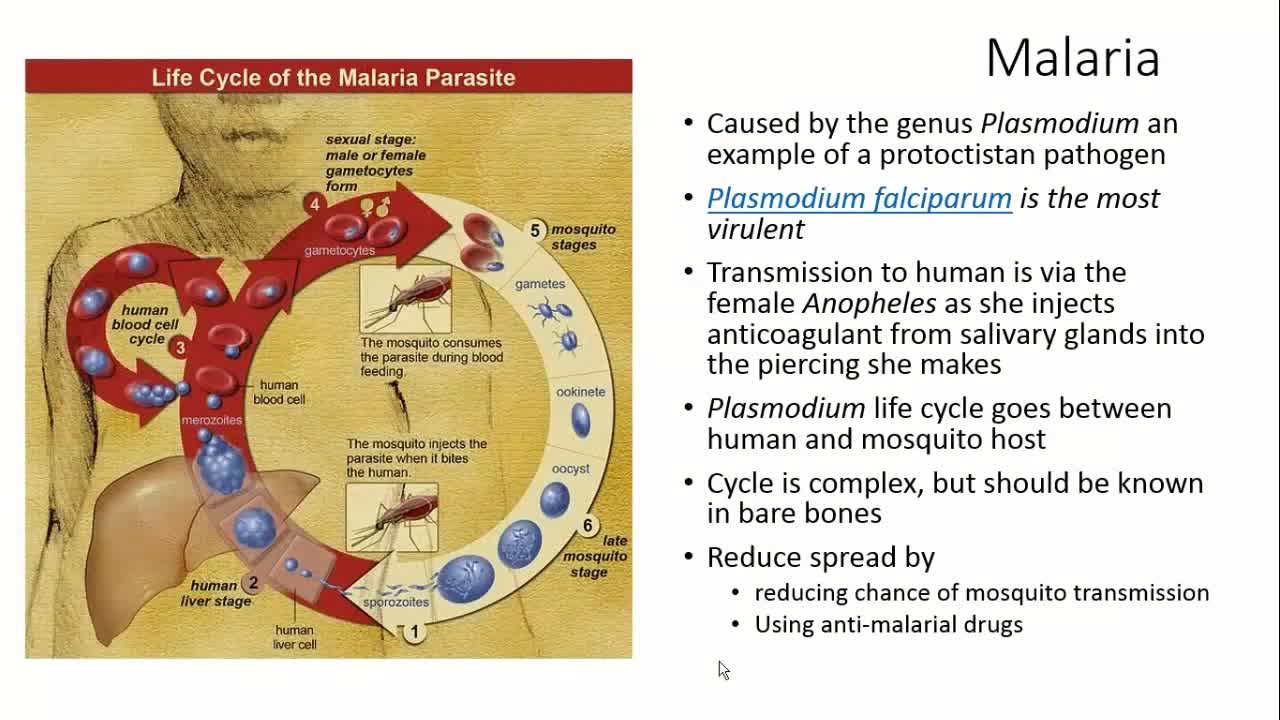生物学中的传染病（3）