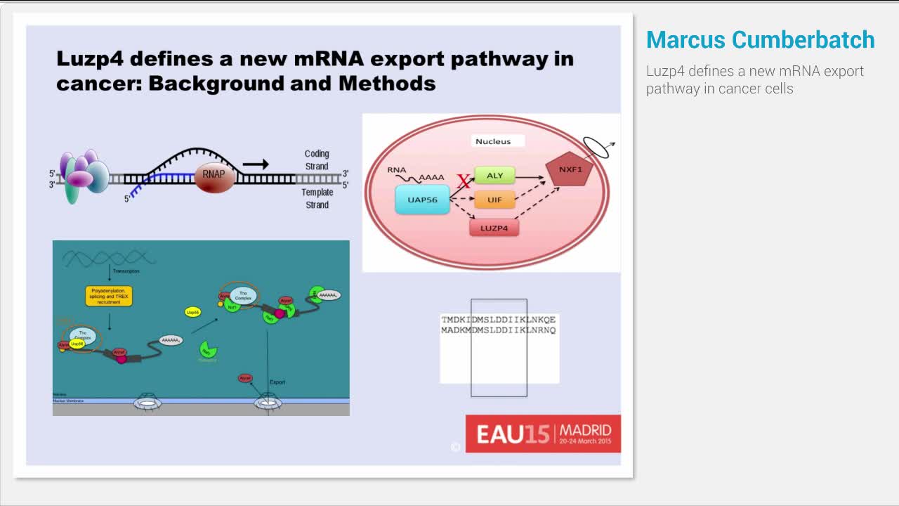 Luzp4 defines a new mRNA export pathway in cancer cells