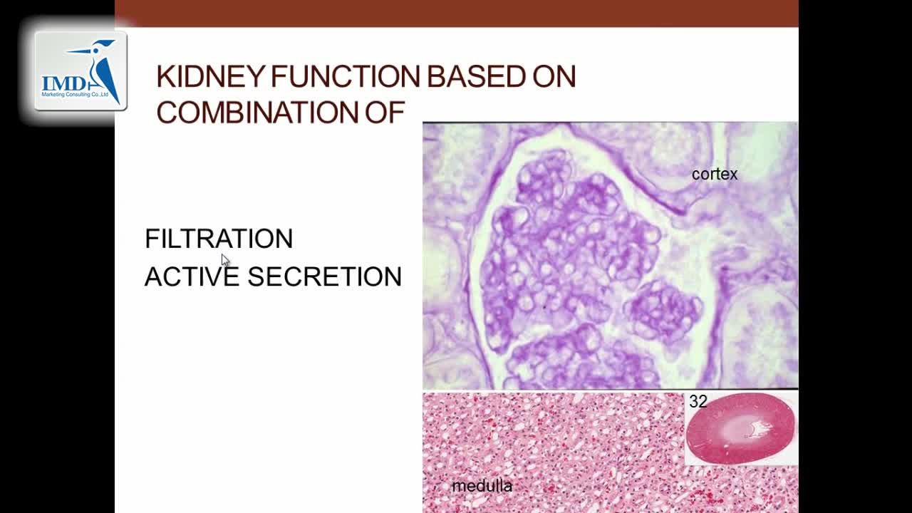 泌尿系统：肾脏和肾单位（2）