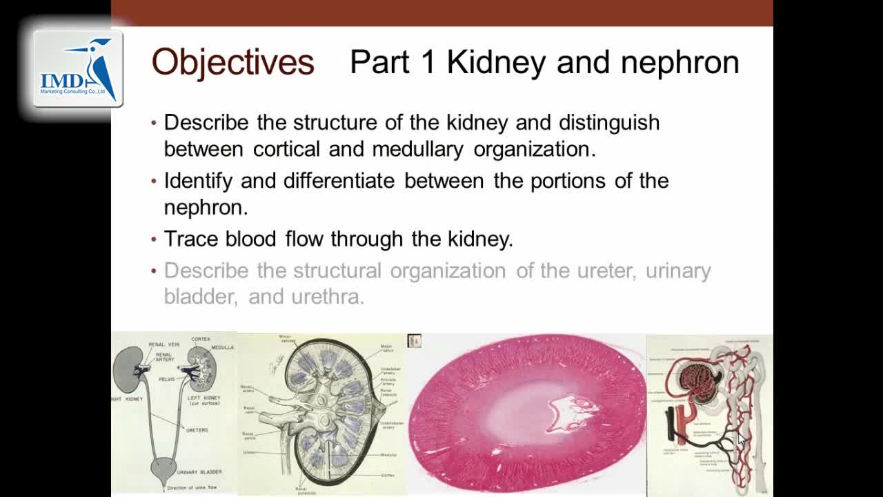 泌尿系统：肾脏和肾单位（1）