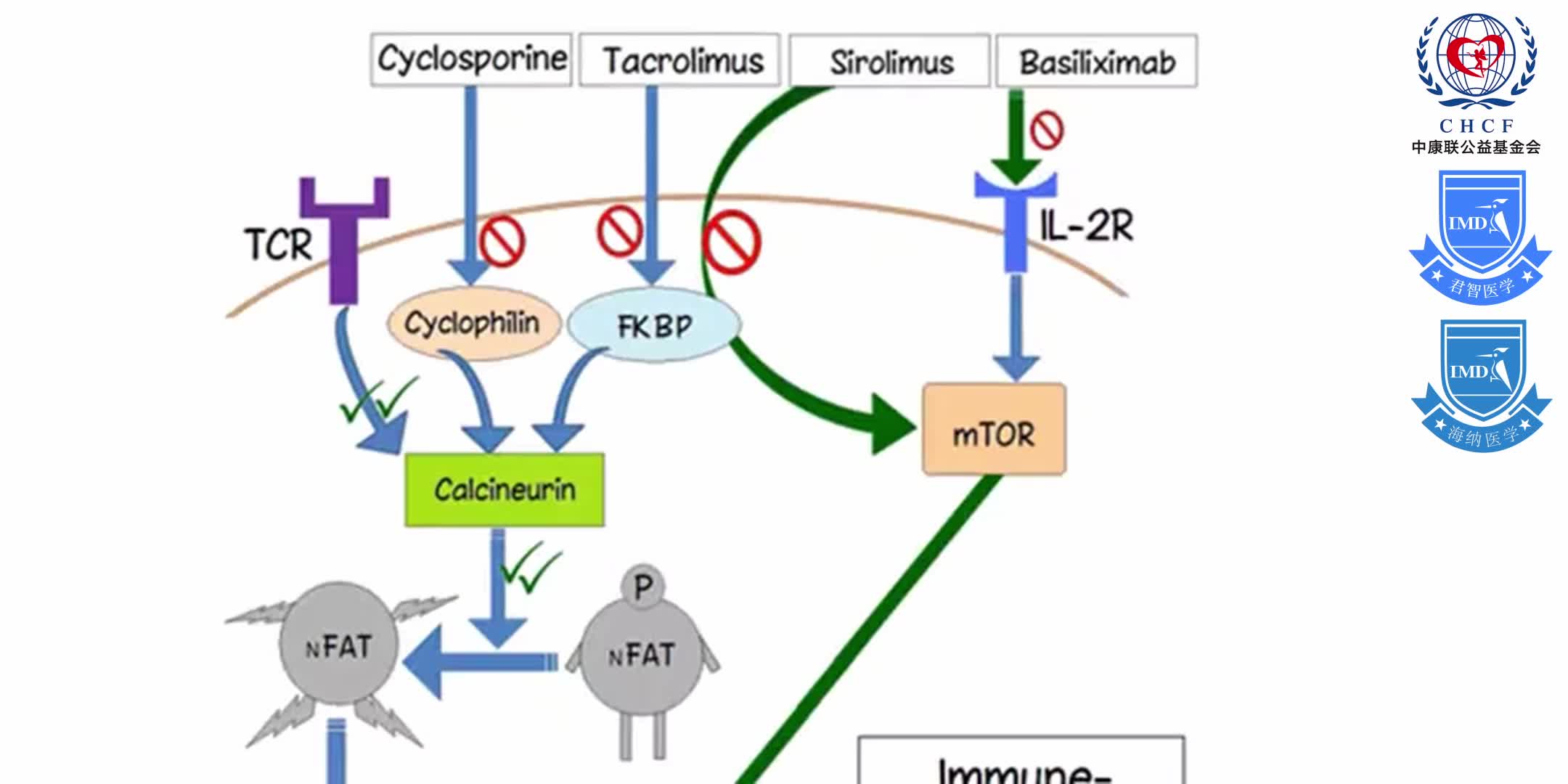 Immunology 17 of 17_   Lymphoid Tissues and Immunosuppressants 1-7