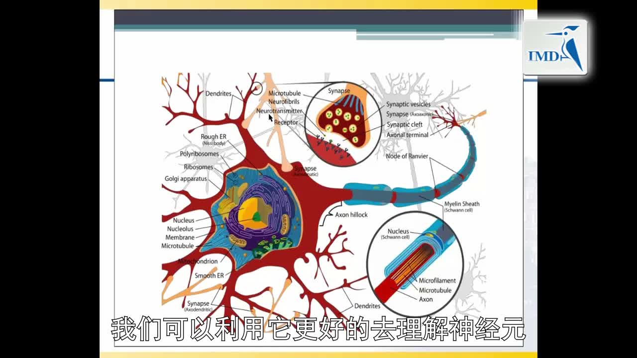 解剖学与生理学--神经解剖学（2）