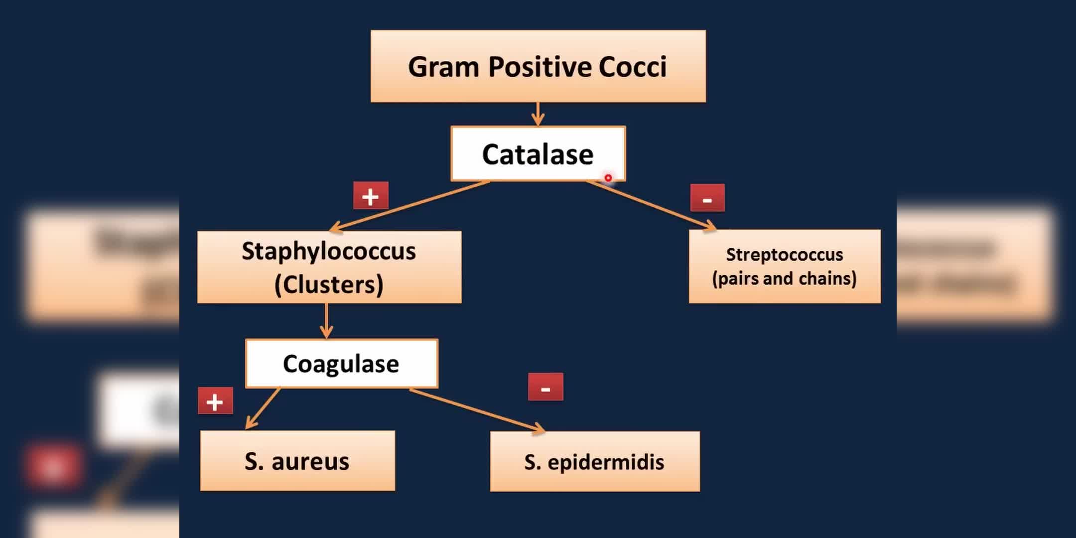 深入了解葡萄球菌与传染病