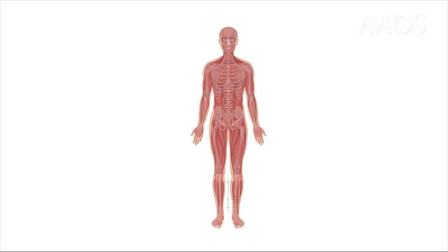Masquelet Techniquefor Treating Bone Defects