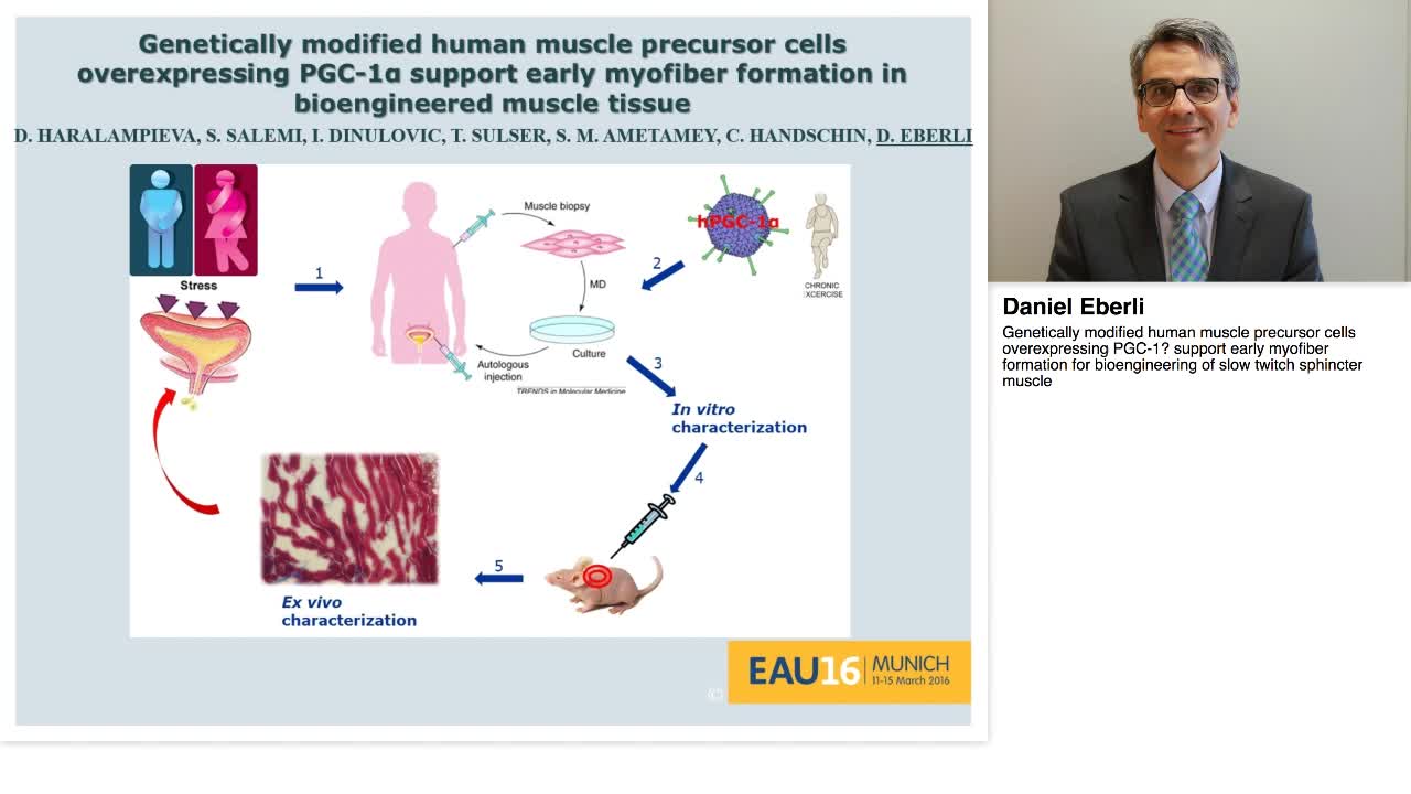 Genetically modified human muscle precursor cells overexp-