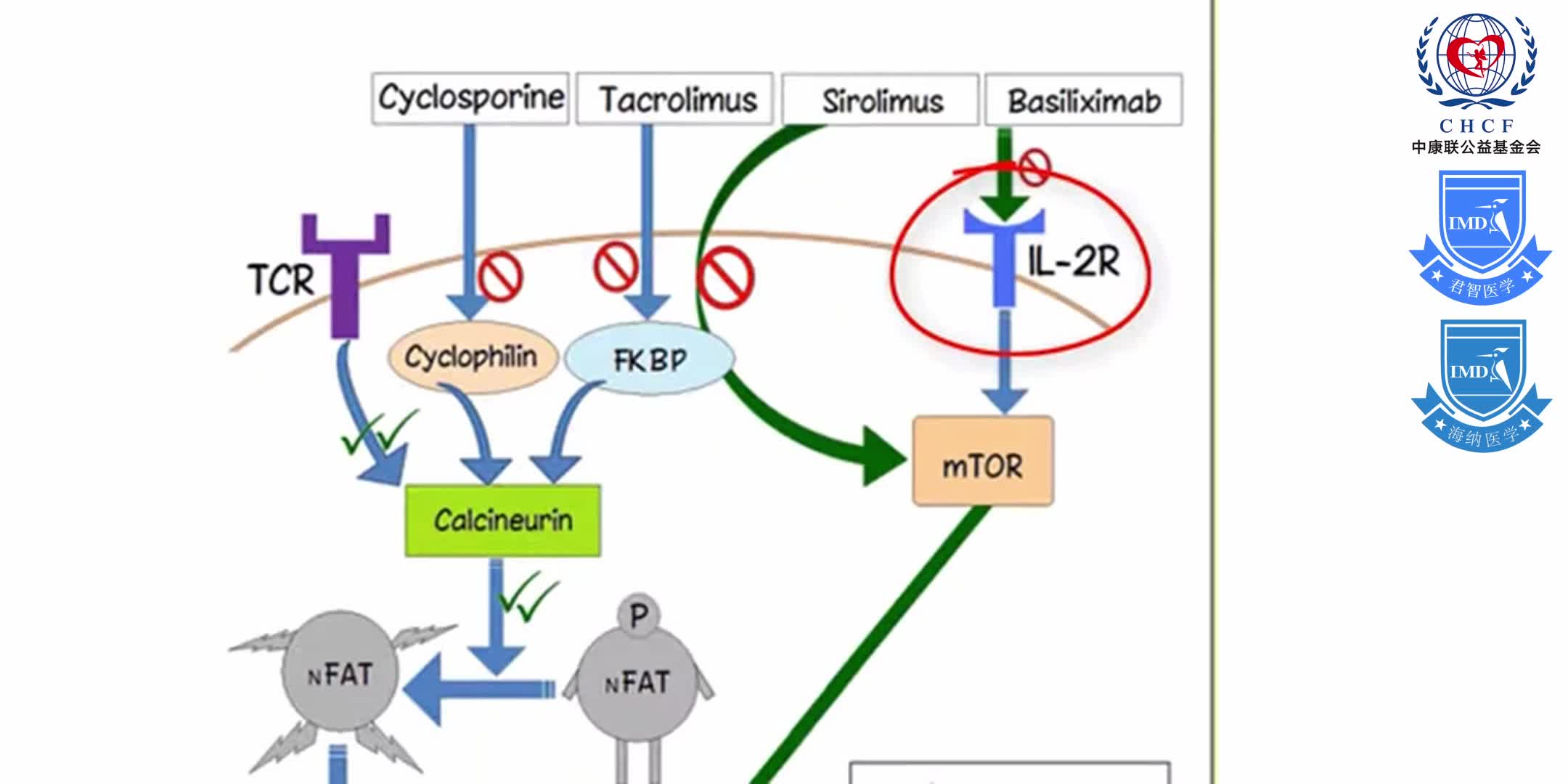 Immunology 17 of 17_   Lymphoid Tissues and Immunosuppressants 1-6