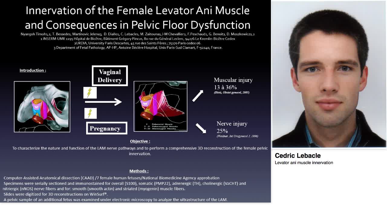 Levator ani muscle innervation