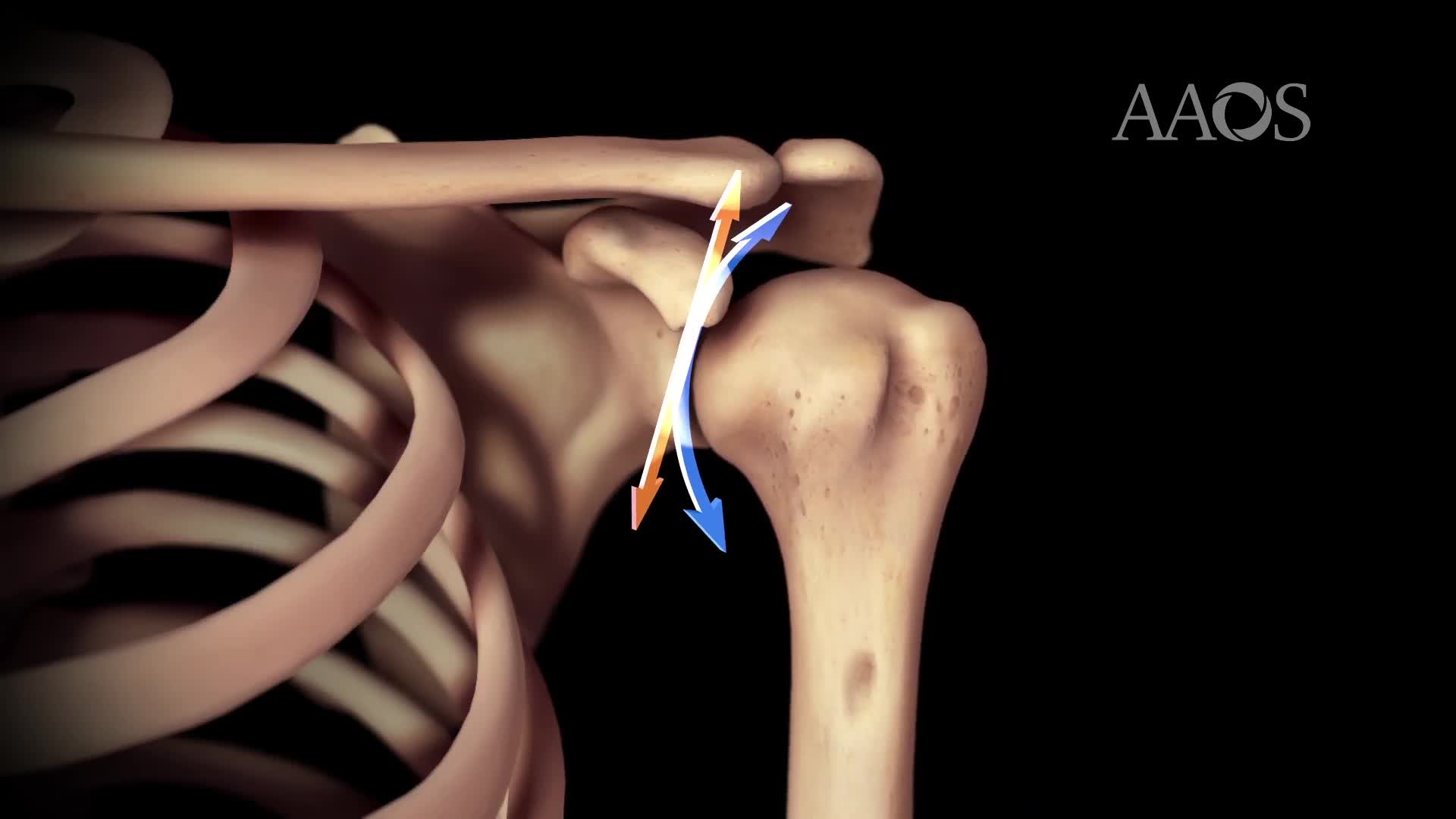 Biomechanical summary of Reverse Shoulder Arthroplasty
